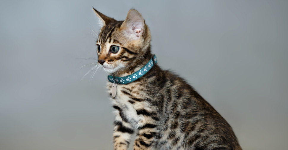 Cute Bengal kitten, ready to play