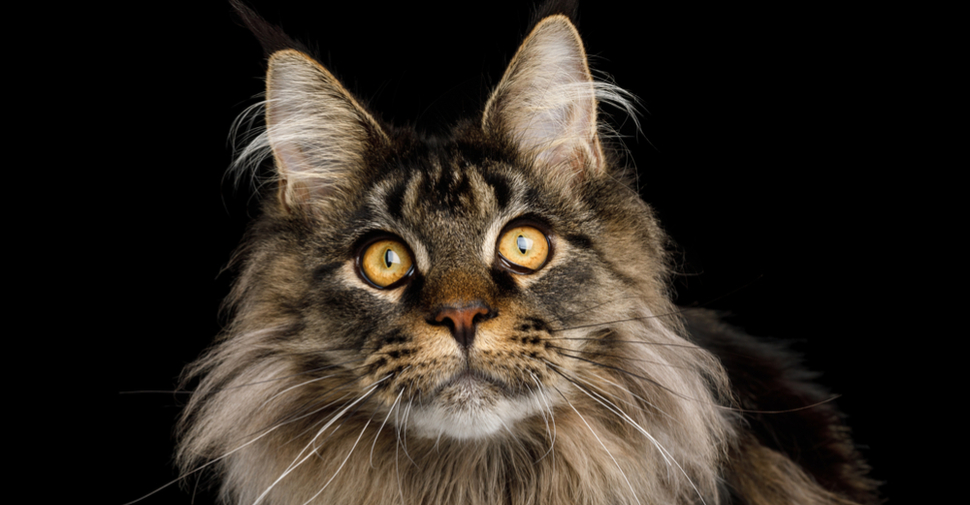 Main Coon cat is one of the best cats for kids