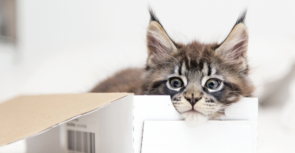 Cute Maine Coon kitten in a cardboard box