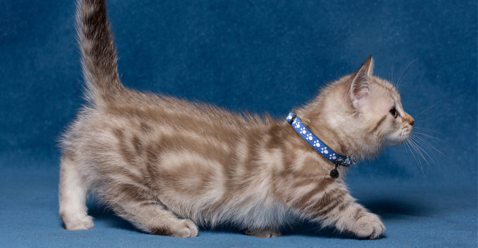 Side view of a cute tabby-colored Munchkin kitten