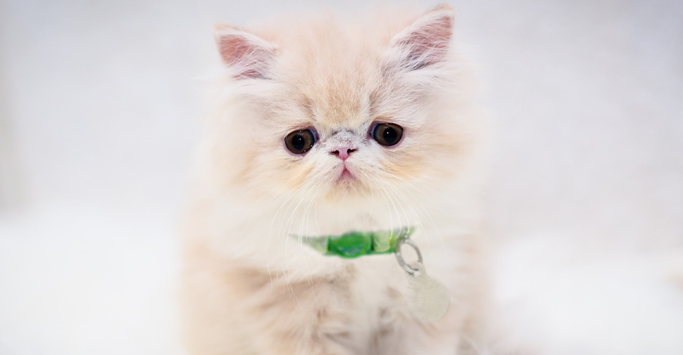 Cute, fluffy Persian kitten on a white rug