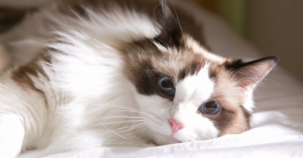 Fluffy Ragdoll cat, lying on a bed.