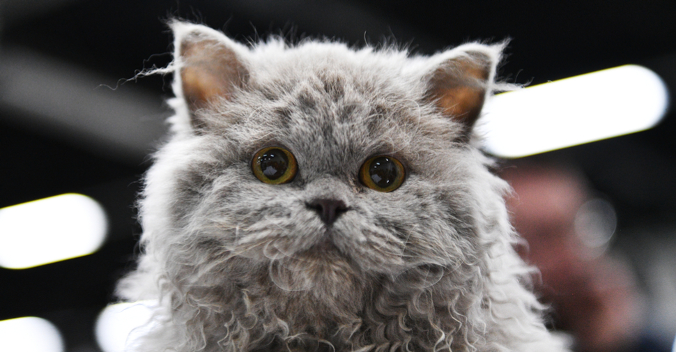 Gray Selkrik Rex cat with curly fur, small ears and round, yellow eyes