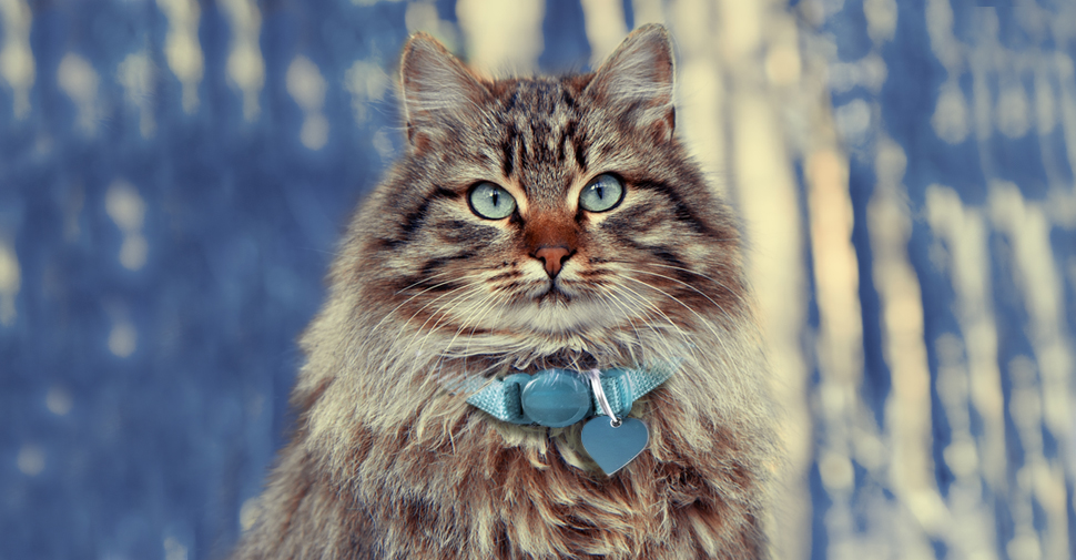 Fluffy Siberian Cat with tabby markings, blue eyes and a thick, furry coat