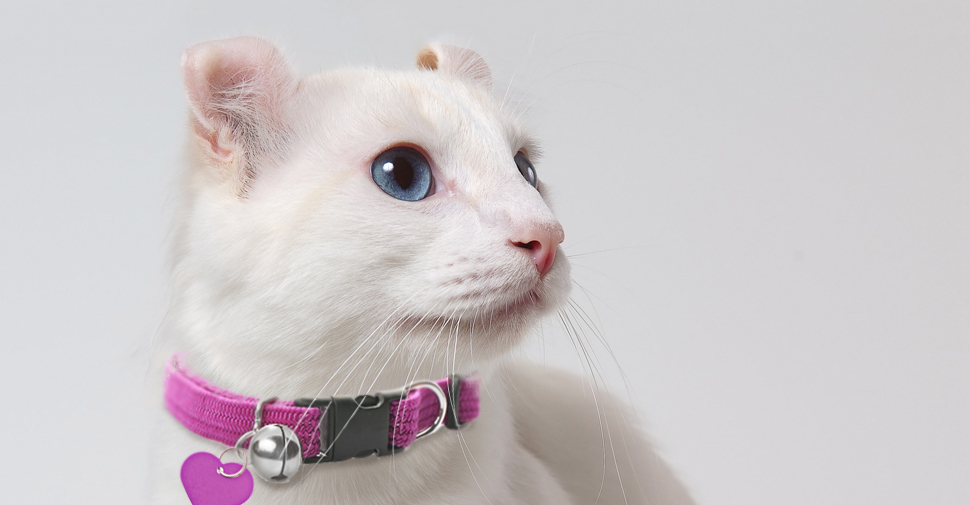 American Curl white cat breed with big blue eyes and curled ears facing sideways on white background.