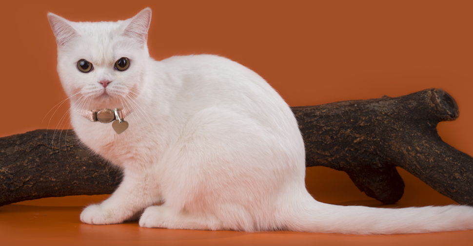 American Shorthair white cat with round fluffy face on orange background posing in front of tree branch.