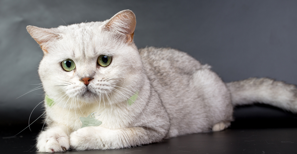 British Shorthair white cat breed with large fluffy face and green eyes laying down on black surface against dark background.