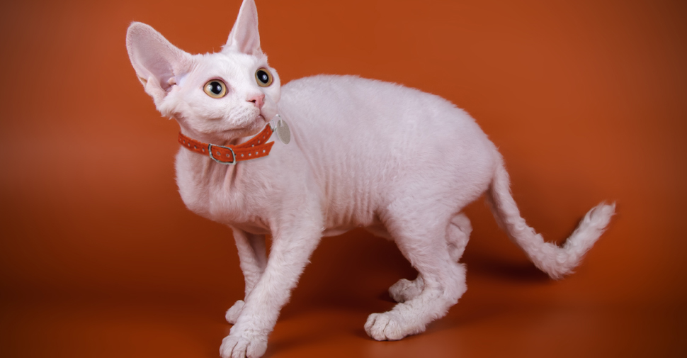 Devon Rex white cat breed with large ears and no whiskers standing against an orange background.