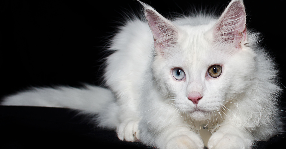 Fluffy Maine Coon white cat breed with tufted, long pointy ears and one blue eye and one hazel eye, pink ears and pink nose, crouching low on black surface against black background.