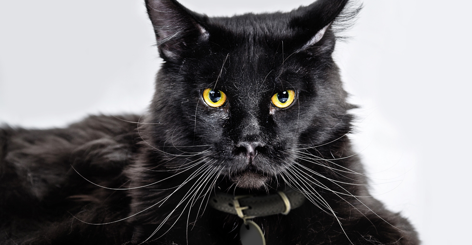 Large, black Main Coon cat with long whiskers and yellow eyes lying down and looking straight into camera on white background.