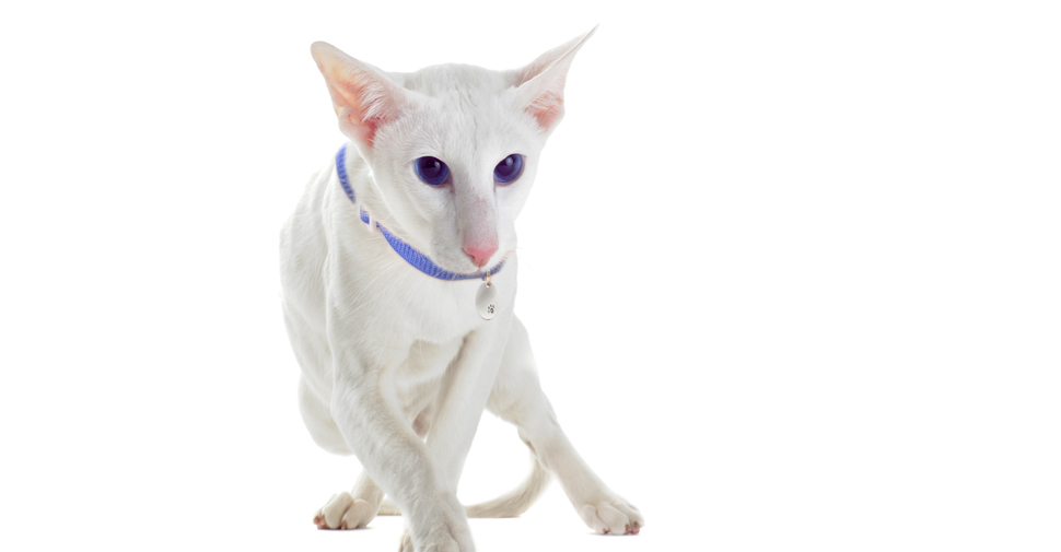 Short coated Oriental white cat breed with large ears and long, pointy almond-shaped head and eyes standing against white background.