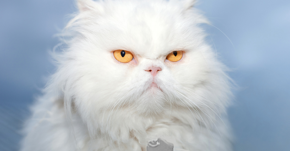 Close up of fluffy white Persian cat breed with golden eyes.