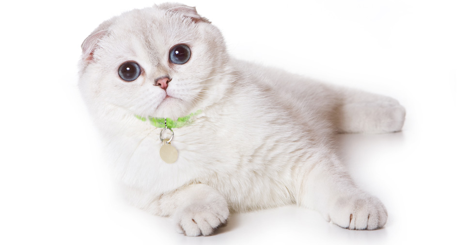 White Scottish Fold cat breed laying on white surface and white background with ears laying forward and flat on head, paws stretched out forward.