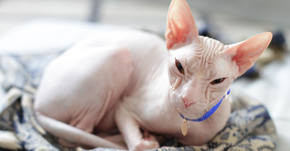 Hairless, pink-colored white Sphynx cat breed with lots of wrinkles and huge pink, ears curled up on blanket.