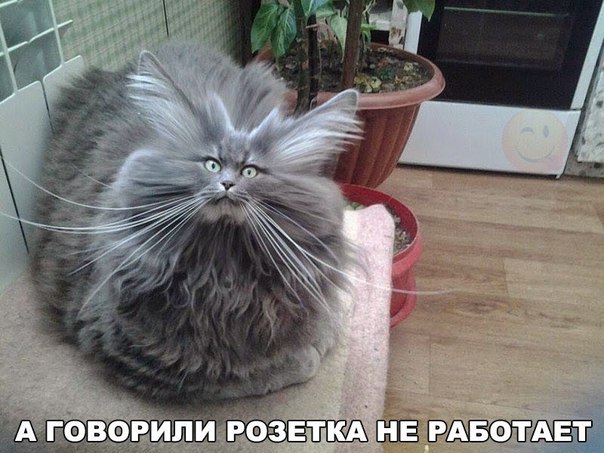 изображение: У кота шерсть дыбом: - А говорили, розетка не работает... #Котоматрицы