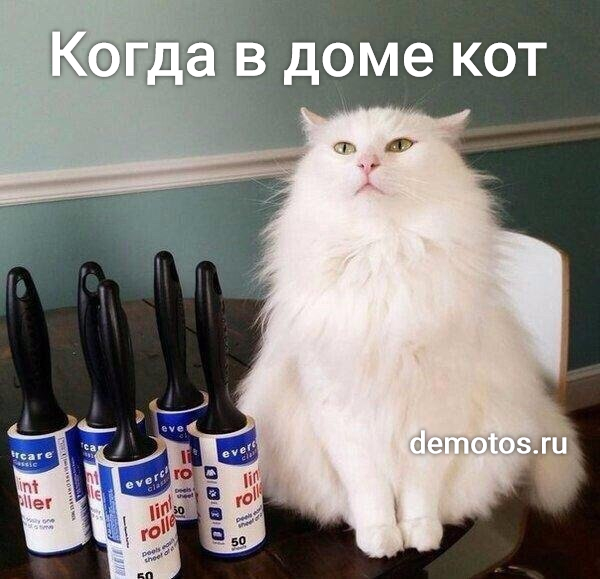 изображение: Когда в доме кот #Котоматрицы