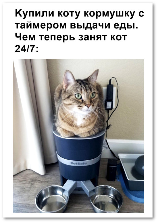 изображение: Купили коту кормушку с таймером выдачи еды. Чем теперь занят кот 24/7: #Котоматрицы