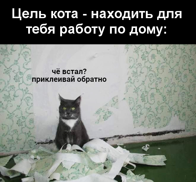 изображение: Цель кота - находить для тебя работу по дому: - Чё встал? Приклеивай обратно #Котоматрицы