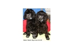 Featured Breeder of Miniature Poodles with Puppies For Sale