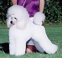 A puffy white Miniature Poodle is groomed like a show dog and standing outside in grass and there is a person behind it on their knees posing the dog in a stack.