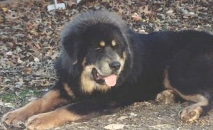 The front left side of a black with tan Tibetan Mastiff that is laying across a dirt surface and it is looking to the right. Its mouht is open and its tongue is sticking out.