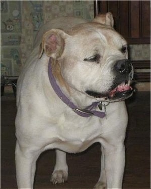 View from the front - A white with a brush of tan Olde English Bulldogge is standing on a carpet and it is looking to the right. Its mouth is open and its eyes are slightly closed. The dog has a big underbite.