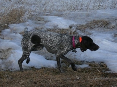 A black and white German Shorthaired Pointer is wearing a bright orange collar walking through ice and snow in the field