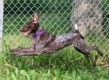 Action shot - A German Shorthair Pointer is running in front of a chain link fence. None of its paws are touching the ground