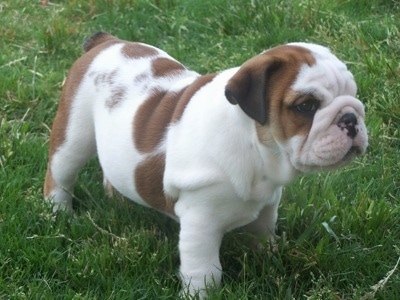 Dooley the wrinklely English Bulldog Pup standing outside in grass