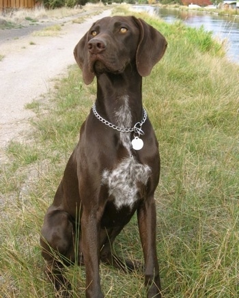 A brown with white German Shorthaired Pointer is sitting in a grass path near a body of water