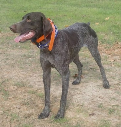 A black with grey and white ticked German Shorthaired Pointer is standing in patchy grass panting.