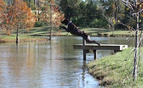 A black with grey and white German Shorthaired Pointer is jumping off of a wooden dock outside into a body of water