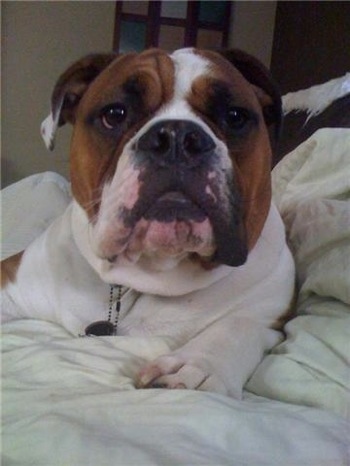Close up front view head shot - A brown with white and black Olde English Bulldogge is laying on a human