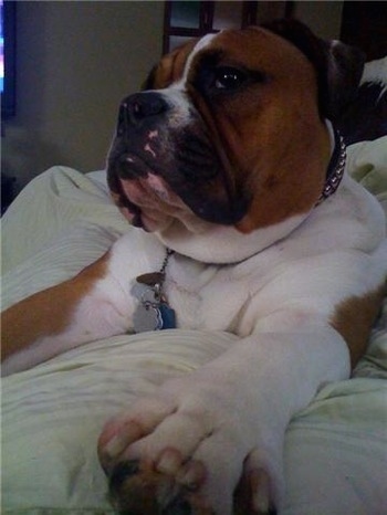 Close up Front view - A brown with white and black Olde English Bulldogge is laying on a bed and it is looking to the left. The dog has a large head and big paws that are stretched towards the camera.