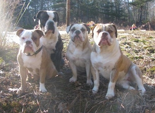 Front view - Four Olde English Bulldogges are lined up sitting in brown grass and weeds. They are all looking towards and posing for the camera