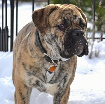 Front view upper body shot - A tan brindle Olde English Bulldogge is looking to the right while standing in snow and it has snow on its mouth.