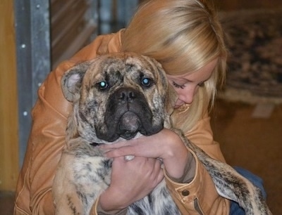 A tan brindle with white Olde English Bulldogge is in the arms of a lady with blonde hair who is holding the dog up in the air belly out. The lady is looking down at the dog