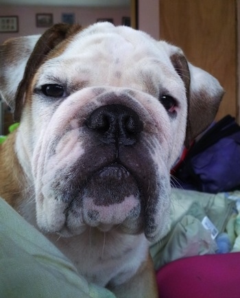 Close Up head shot - Thabo the English Bulldog laying on a bed and looking at a camera holder