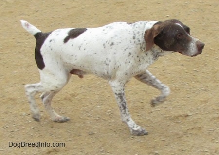 A white with brown ticked German Shorthaired Pointer is trotting across a dirt path in a pointing stance