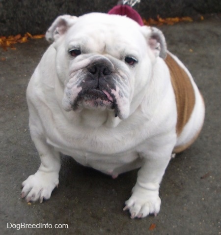 A thick wide chested, extra skinned, white with tan English Bulldog sitting outside on a blacktop surface
