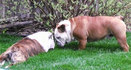 Major Payne the English Bulldog is standing nose to nose in front of another English Bulldog who is laying in the grass