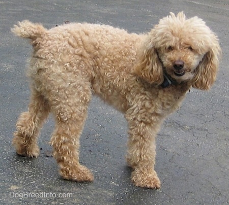 Side view - A tan Miniature Poodle dog is standing on a black top surface and turning to the right of its body. Its mouth is slightly open.