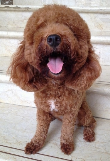 A fluffy brown with a tuff of white Miniature Poodle is sitting in front of white marble stairs, its head is up and its mouth is open and tongue is out.