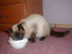Luigi the Siamese Cat is standing in front of a dresser and eating out of a white Tupperware food bowl
