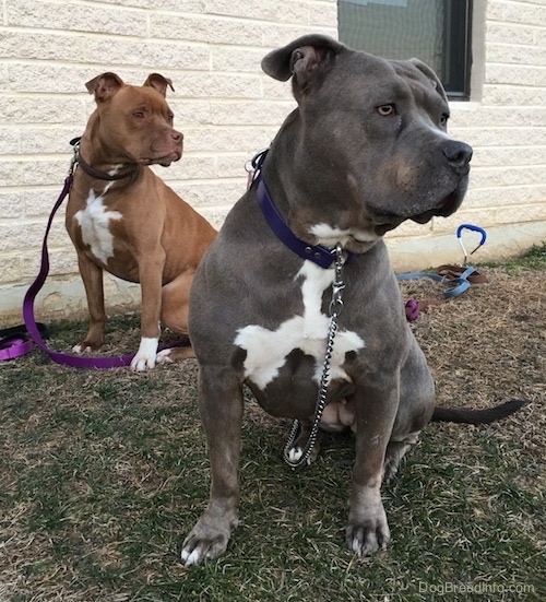 A gray with white Pit Bull Terrier is sitting on grass in front of a red-nose Pit Bull Terrier and they both are looking to the right.