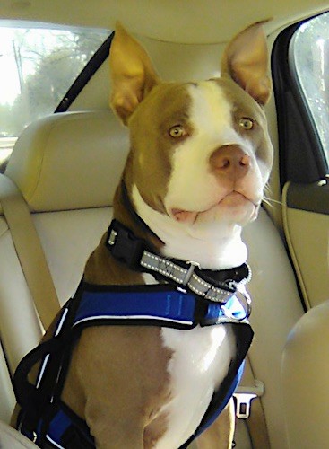 A large breed, muscular brown and white dog with a big head and large ears that stand up to a point sitting inside of a car wearing a seat belt