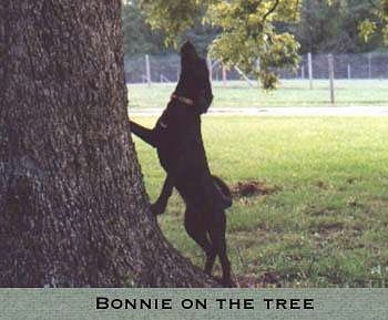 A black Plott Hound is climbing up against the side of a tree. The words - BONNIE ON THE TREE - are overlayed at the bottom of the image.