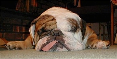 Close Up - Spike the English Bulldog sleeping on a carpeted floor with his tongue hanging out to the side