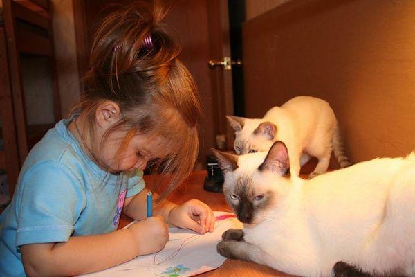 Тайские кошки хорошо относятся к детям