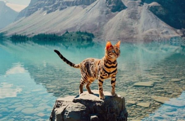 Кошка Сьюки стоит на камне у озера